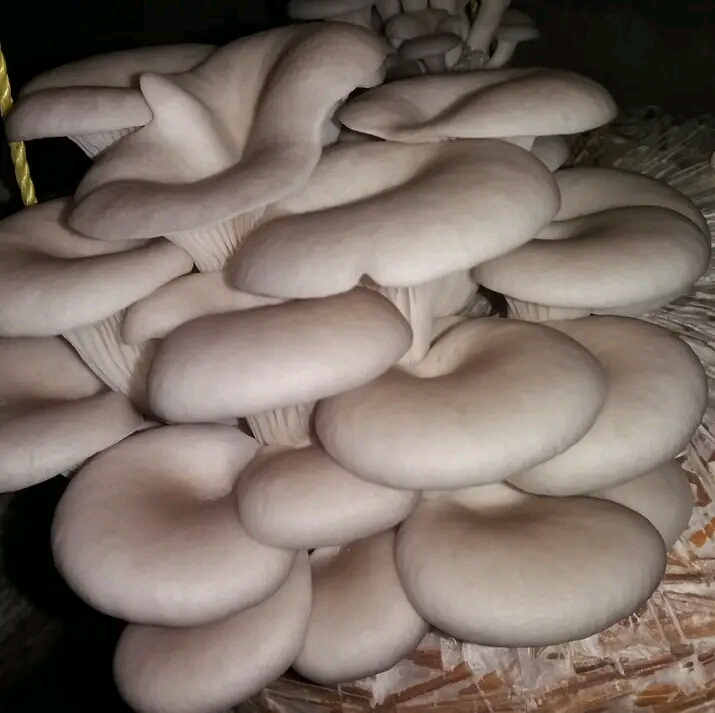 [Image of Oyster Mushroom]